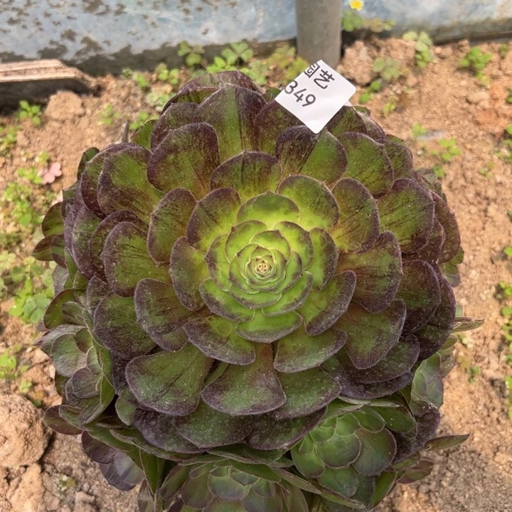 墨染手捧多肉植物349