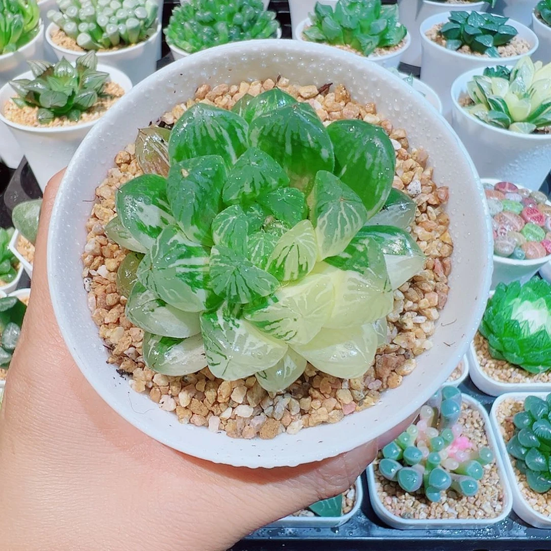 苏州玉露多肉多肉