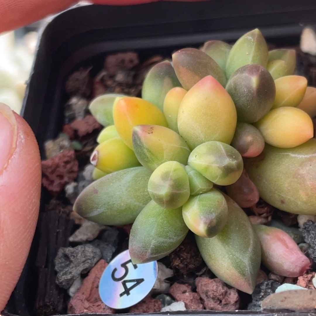 千代田之松多肉植物