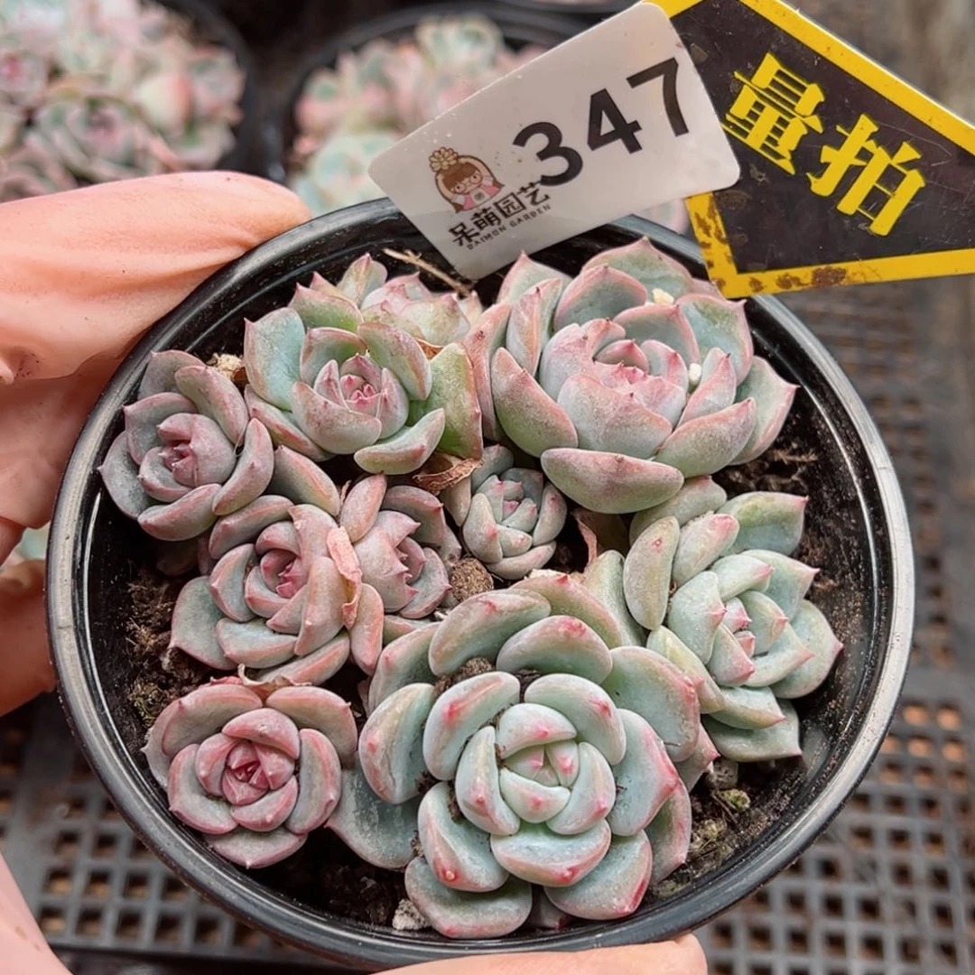 多肉植物多肉植物
