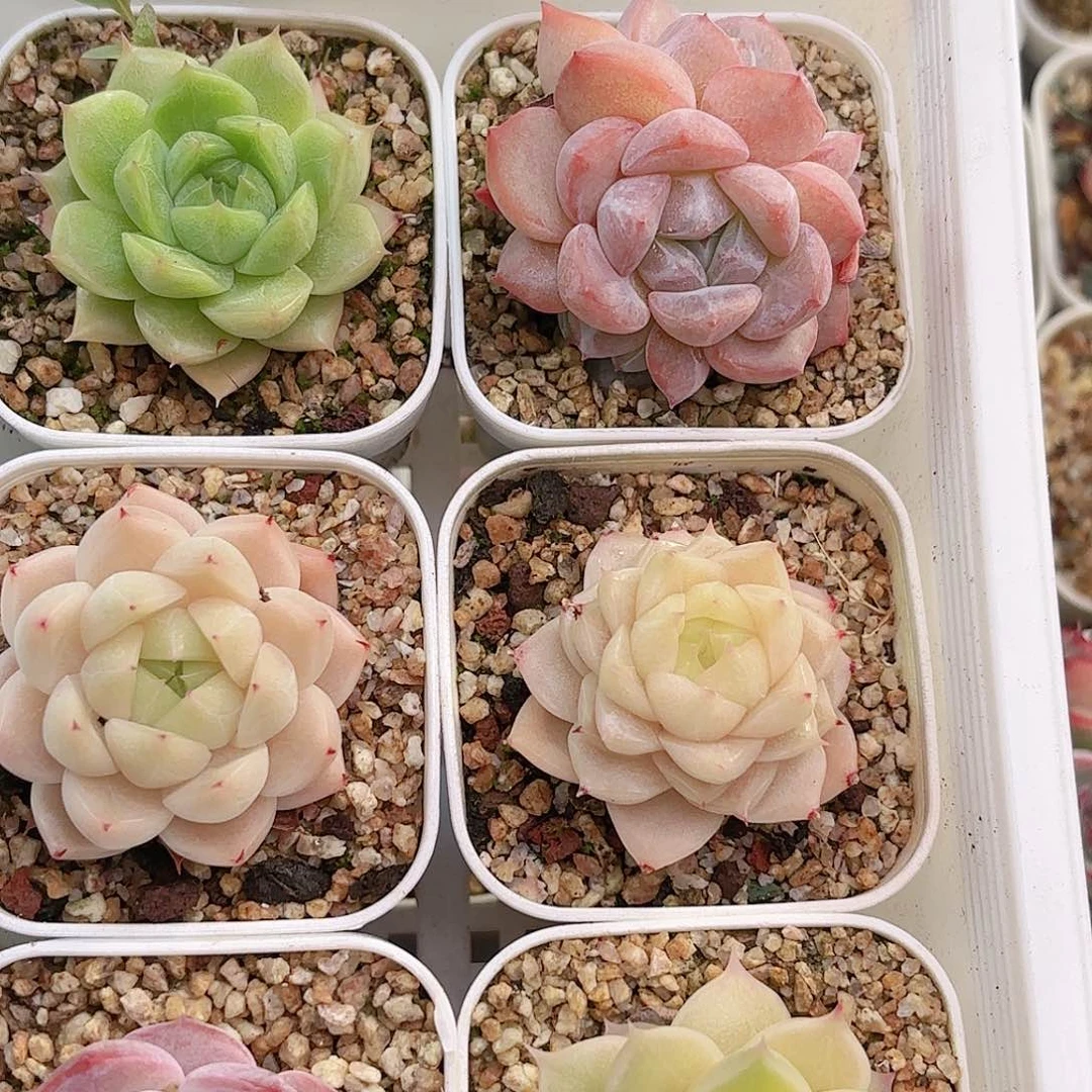 晩114 新疆西藏内蒙不发