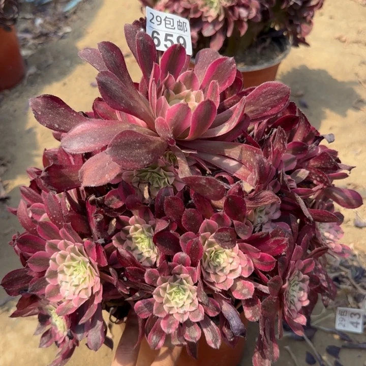 红铜白……多肉植物……