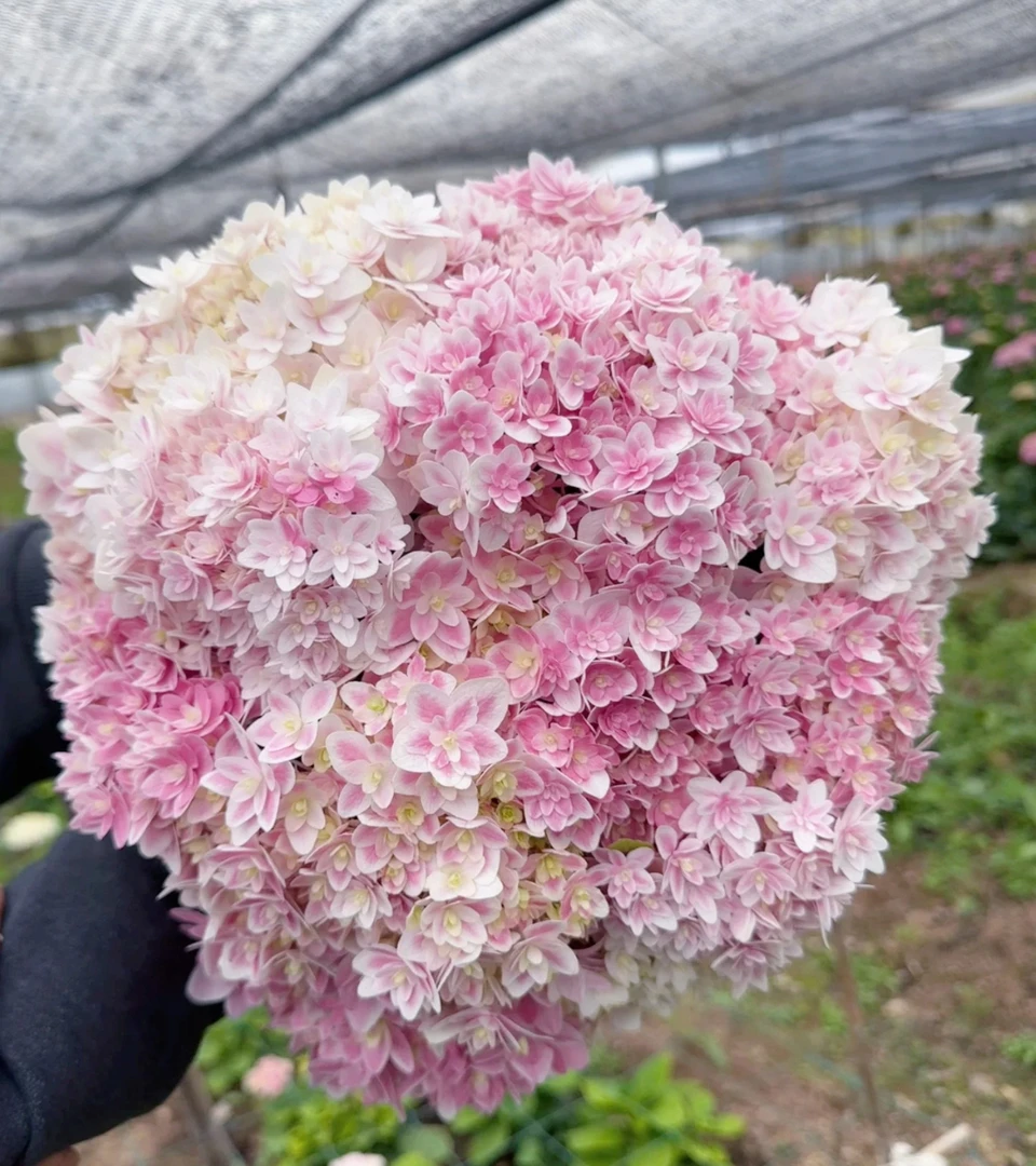 稀有绣球2支鲜切花一物一拍云南基地直发