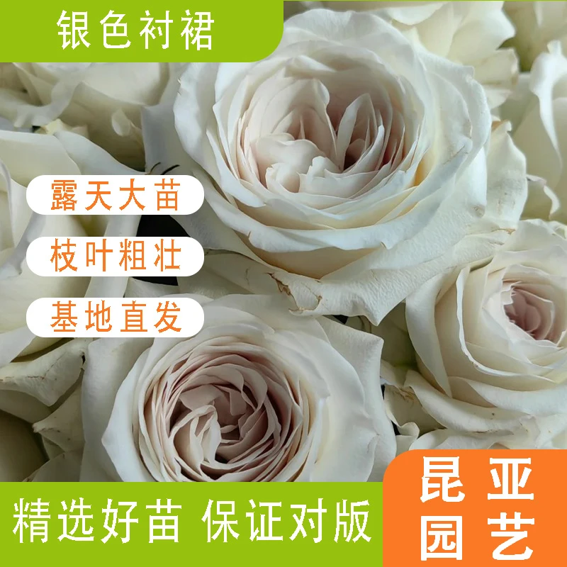 昆亚花园银色衬裙月季花苗阳台庭院盆栽带花苞
