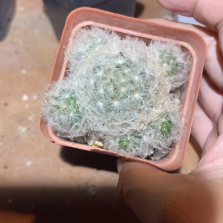 无花朵白星仙人球一物一拍
