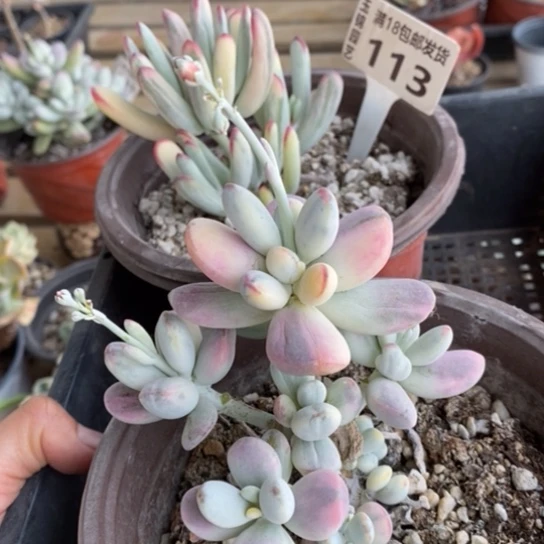 113一一一一一一一一一一一