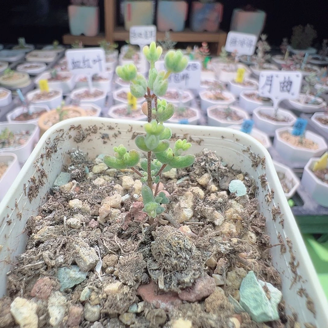 2559月曲，全锦和花花虎斑锦，拍下不退不换