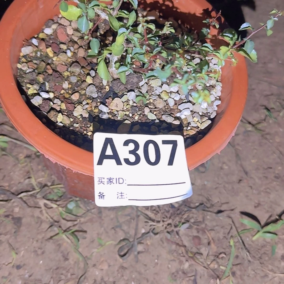【闪购商品】大*块根植物