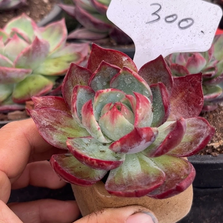 惊鸿一物一拍包装收缩花旱雪300