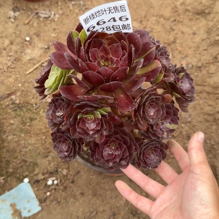 6646二号棚花花公子A