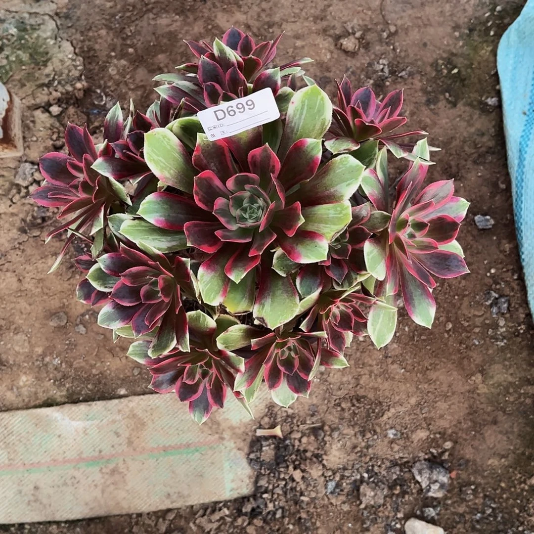 多肉植物699浣纱法师