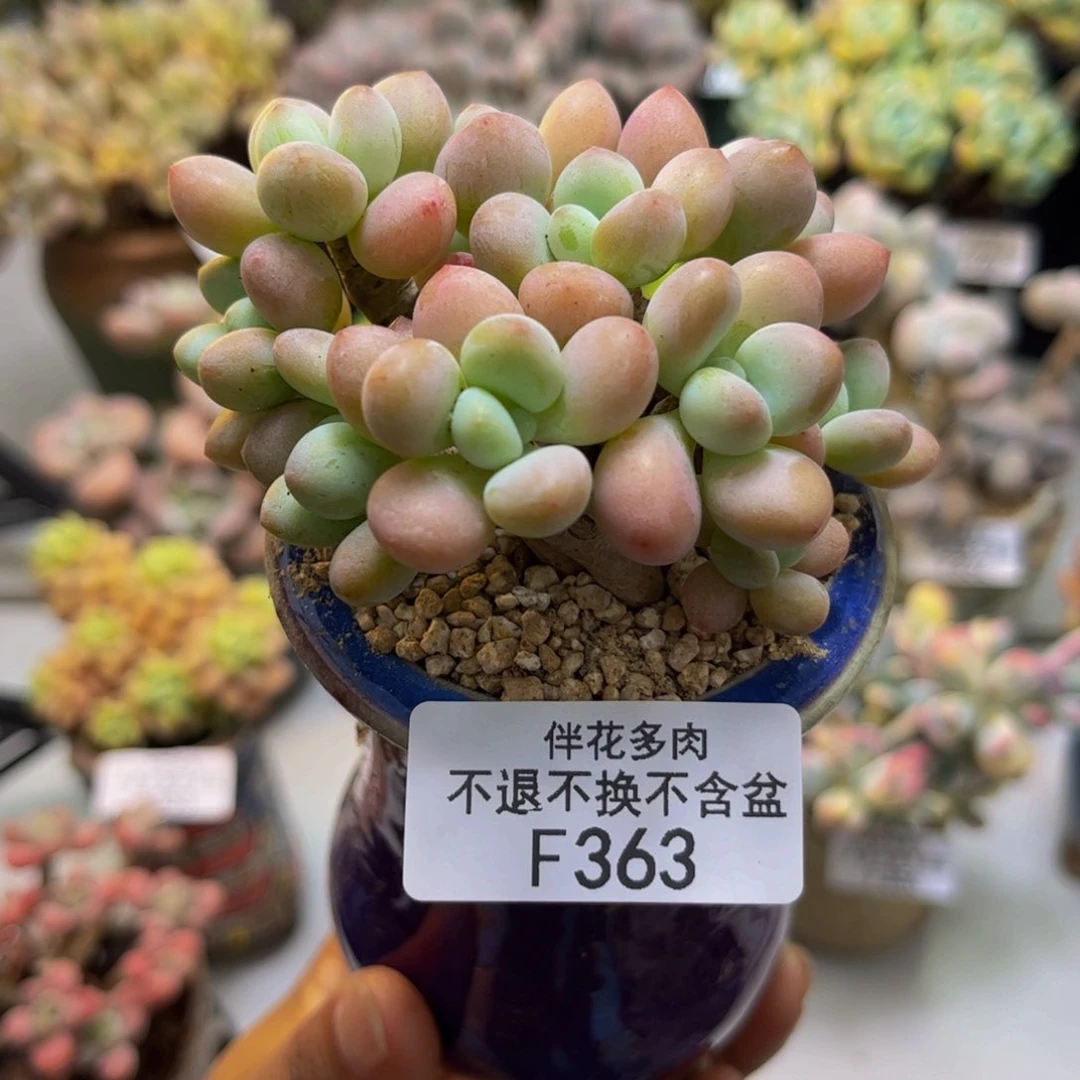 樱花洛神363/7cm多肉