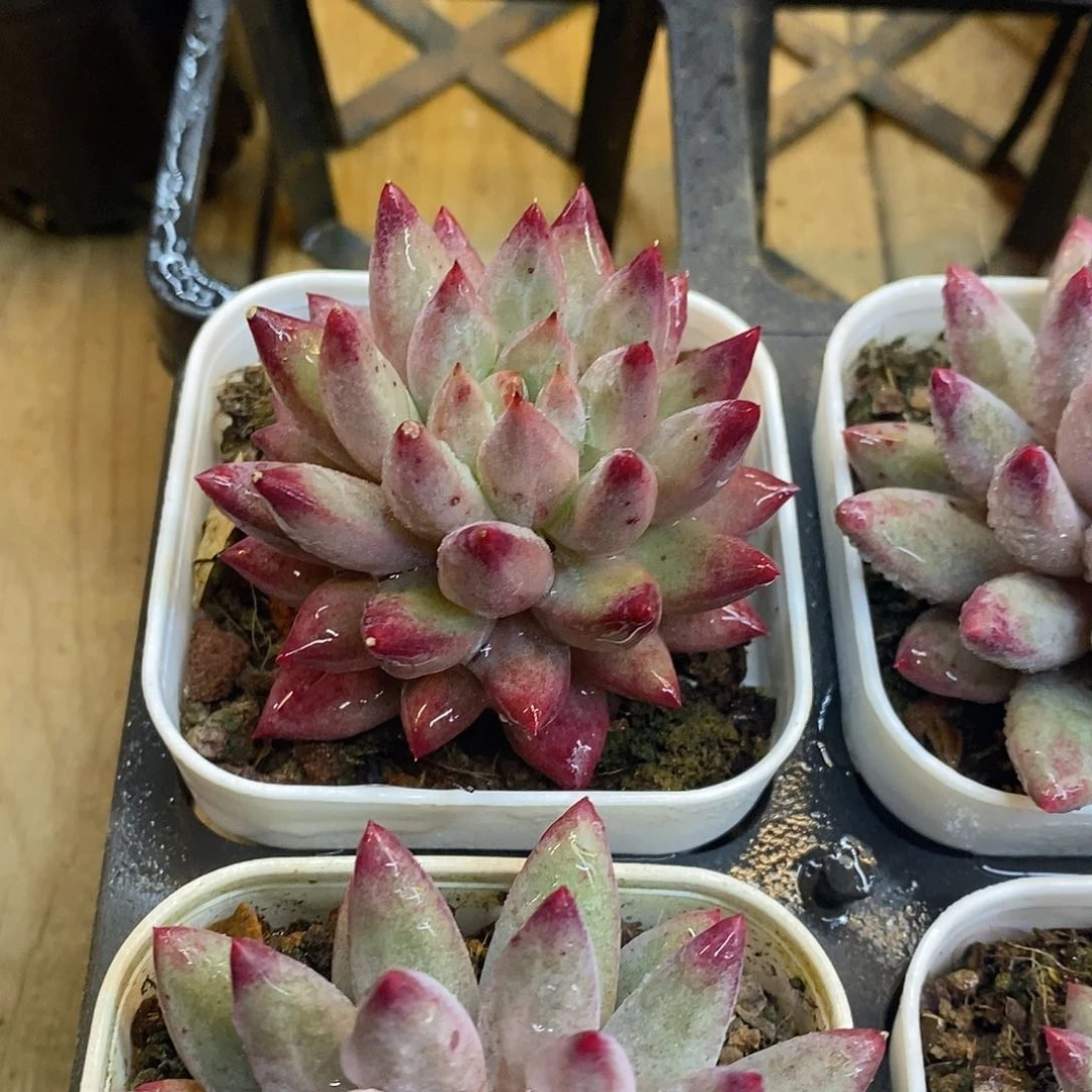 团。单头金鱼姬。福利多多