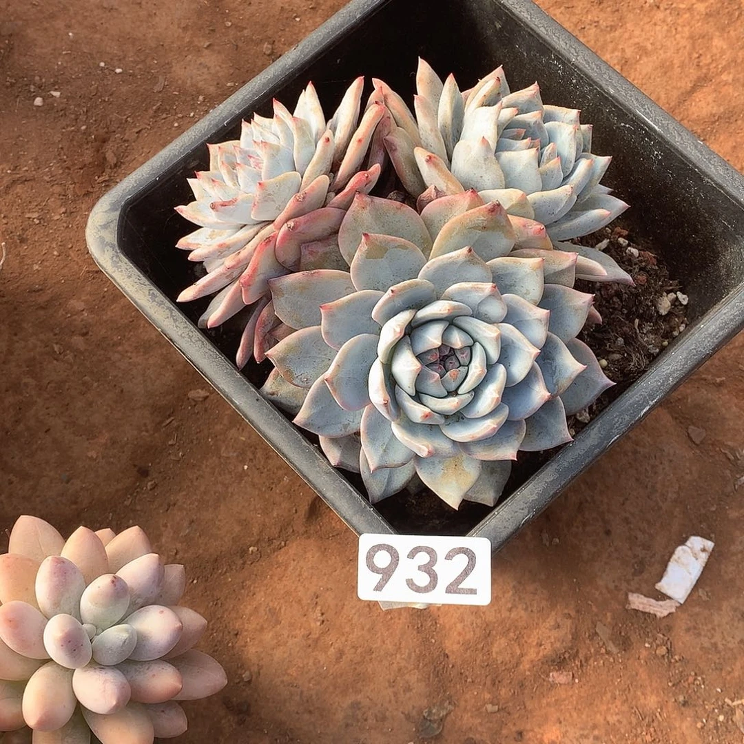 932 一物一拍多肉！