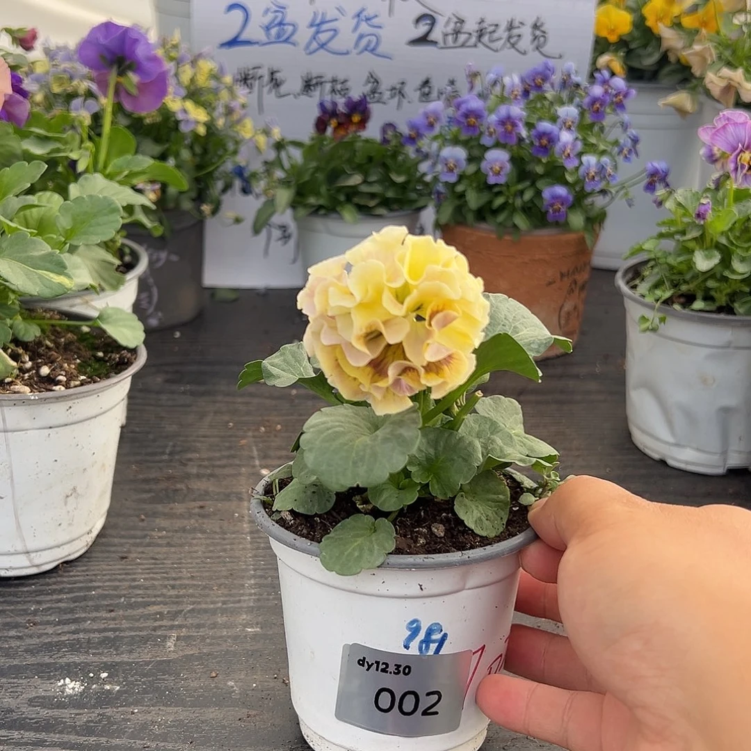 当前无花朵，栽培后可花朵002号