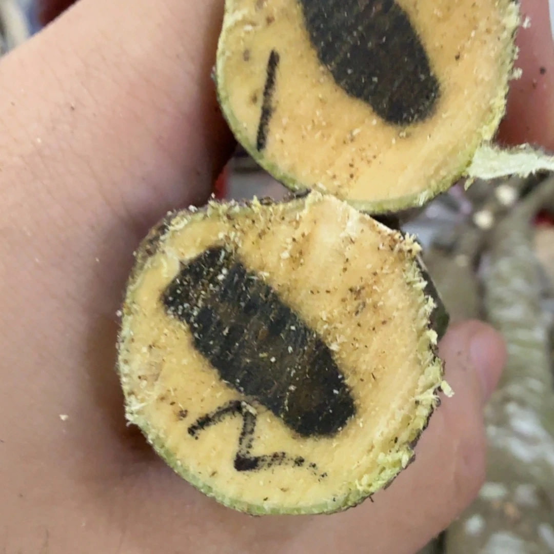 线香奇楠沉香原木