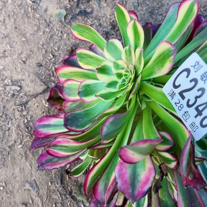 杰*2348多肉植物法师法师