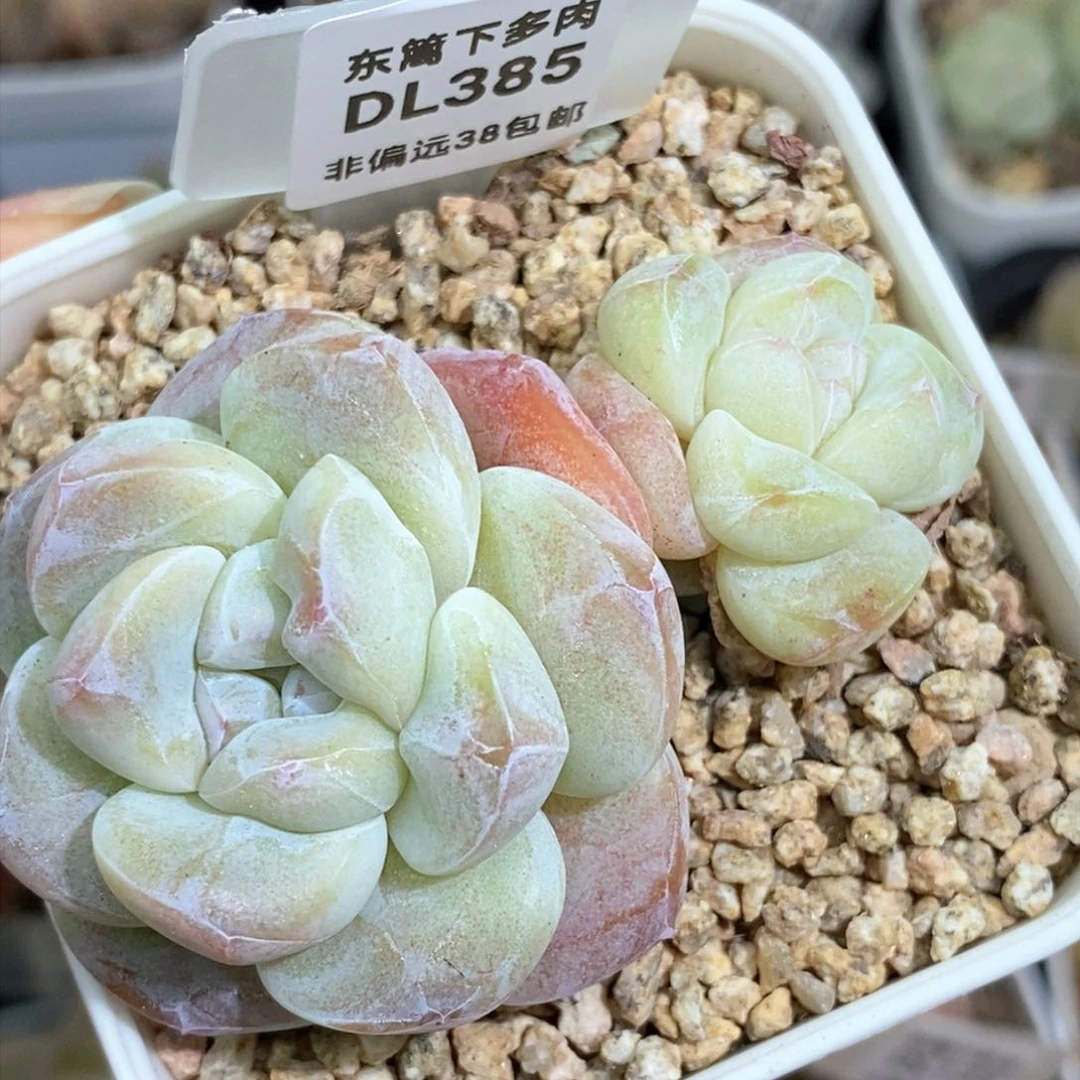 385东篱下多肉植物盆栽