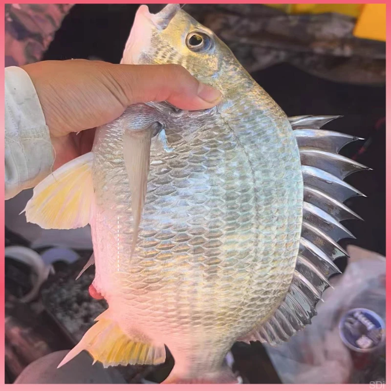 【一条一斤装】超大活冻黄翅鱼东山岛海捕黄脚立野生黄翅鱼黄鲷鱼
