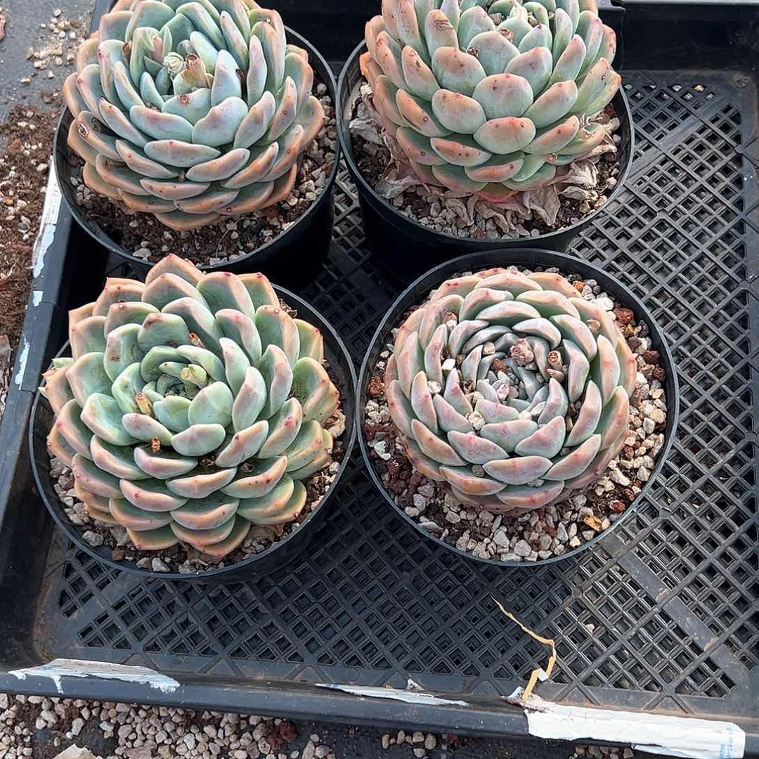 ?***鹿多肉植物一物一拍