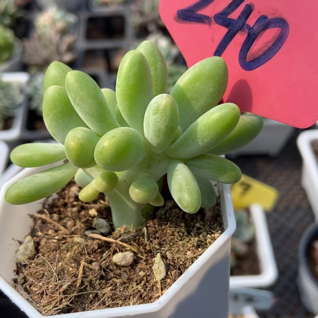 240芒果奶多肉植物保护