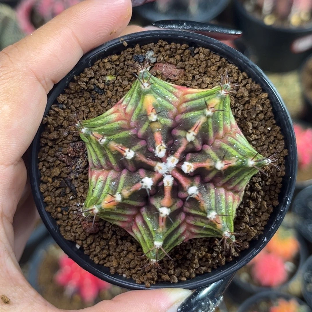 泰系米哈锦 带盆土发货