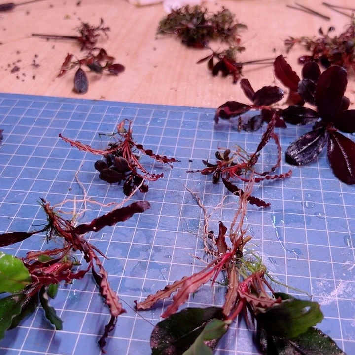 辣椒榕组合针叶来了