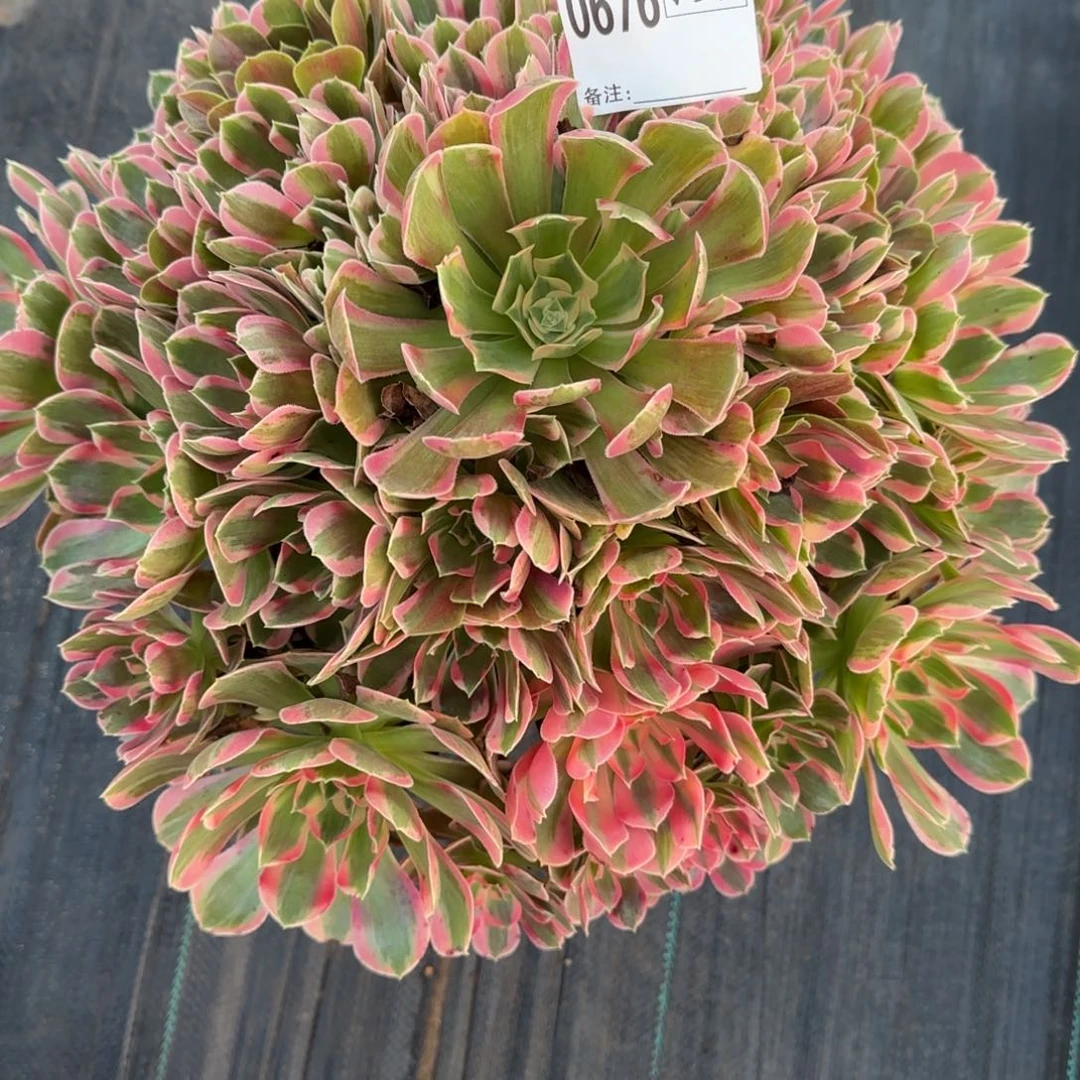 巧***巧妖月多肉0676多肉