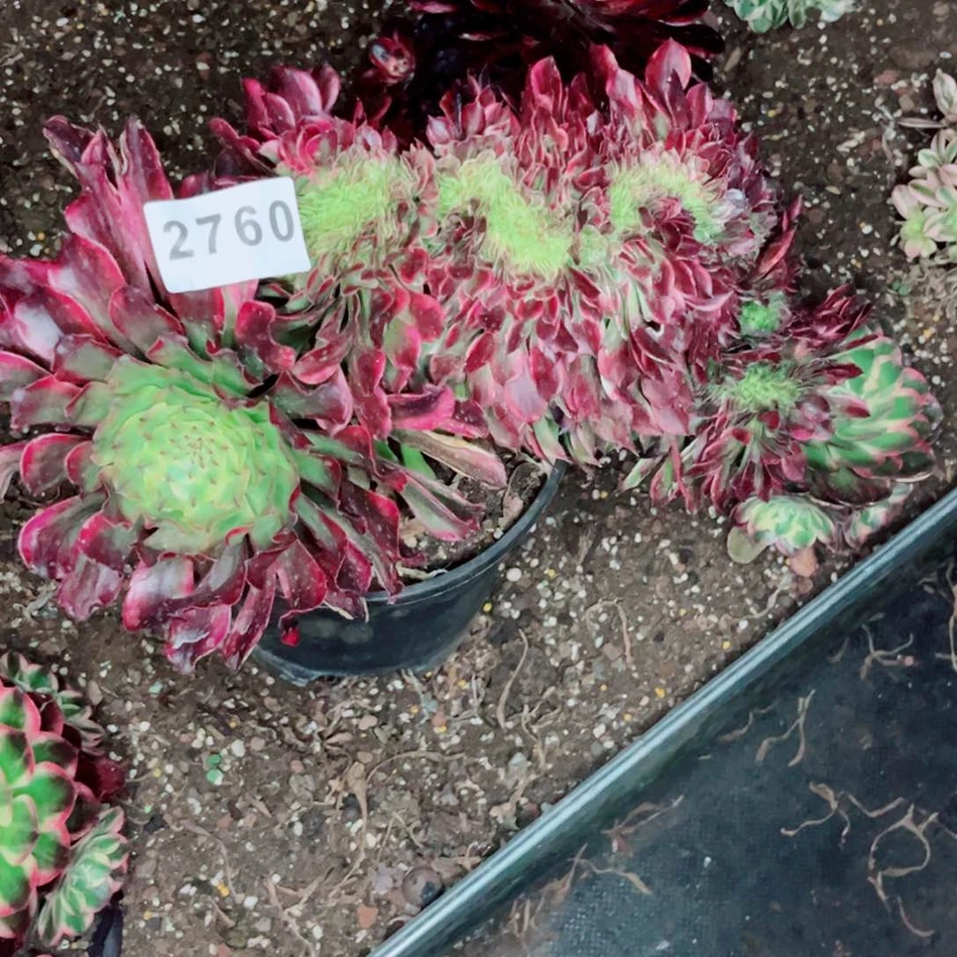 我***使紫薇缀多肉发货发货