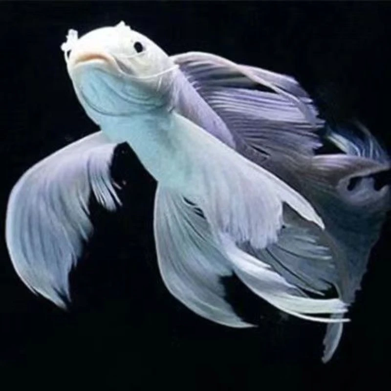 短身大尺寸台湾龙头鲤球体蝴蝶观赏鱼品种其他