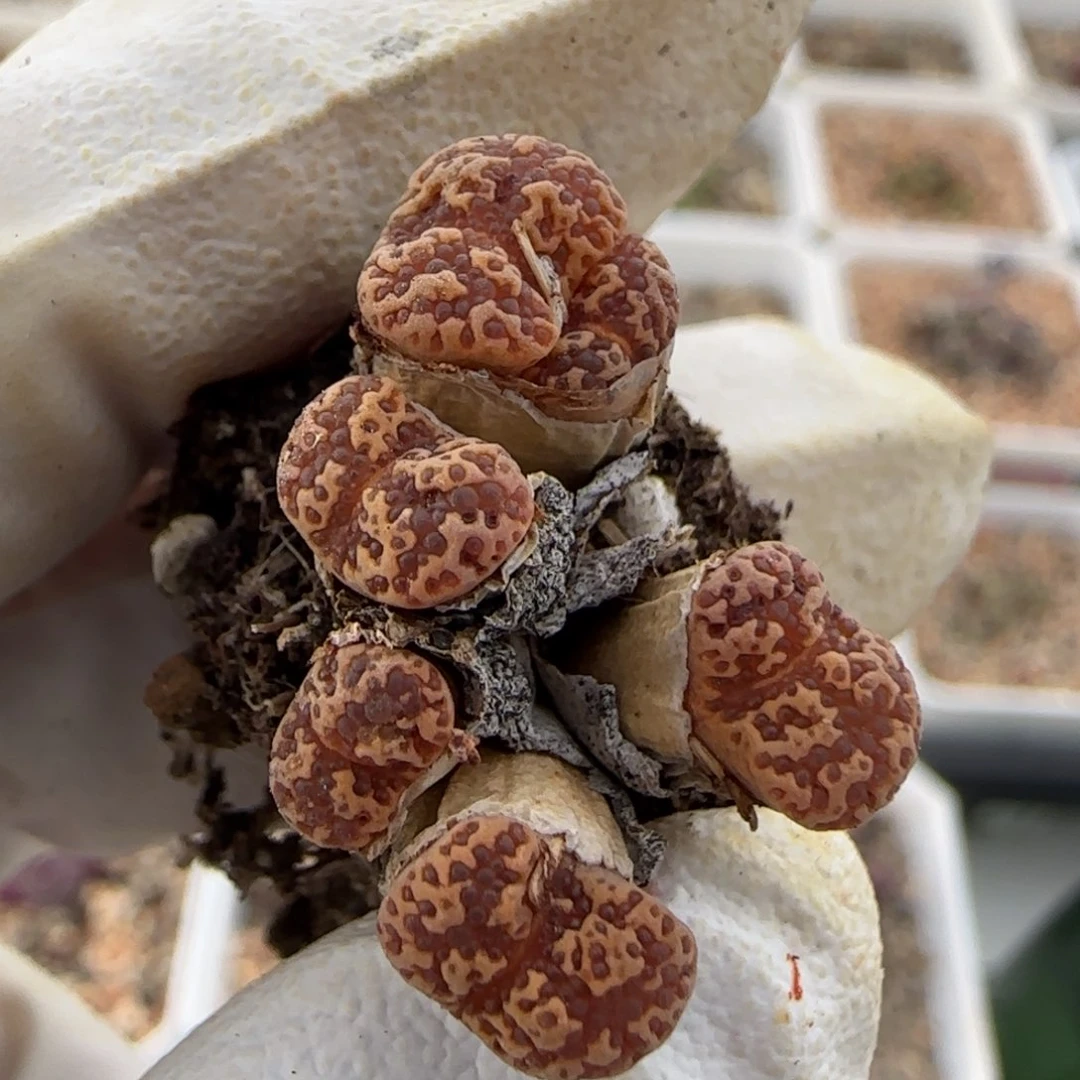 打***明6-18-当天满38包邮特价勋章