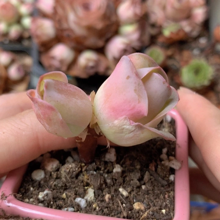 一物一拍果粒橙152