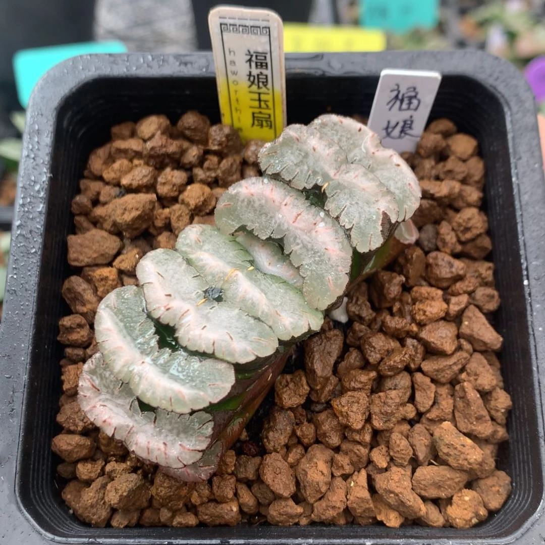 福娘玉扇一物一拍