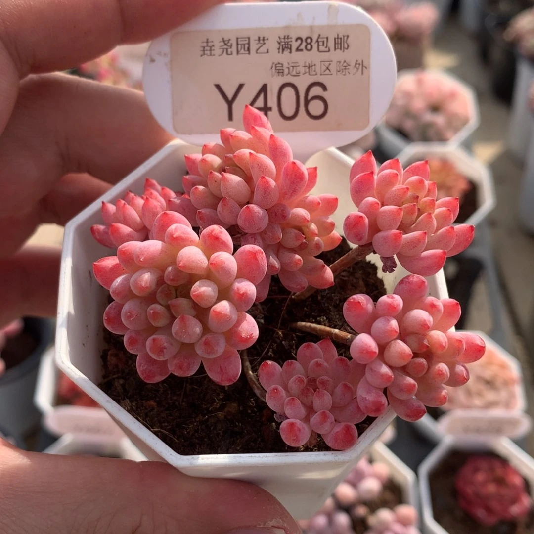 一物一拍 406烟花6.5cm