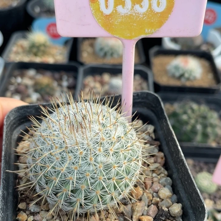 实生梦黄金033800000000