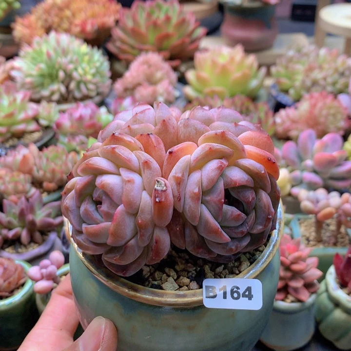 一物一拍含盆土满38包邮B164