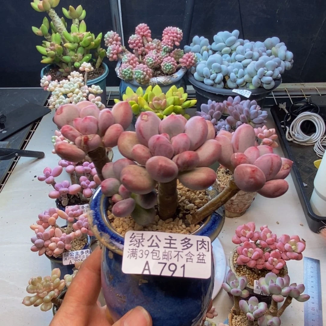 791仙子奶多肉7c m