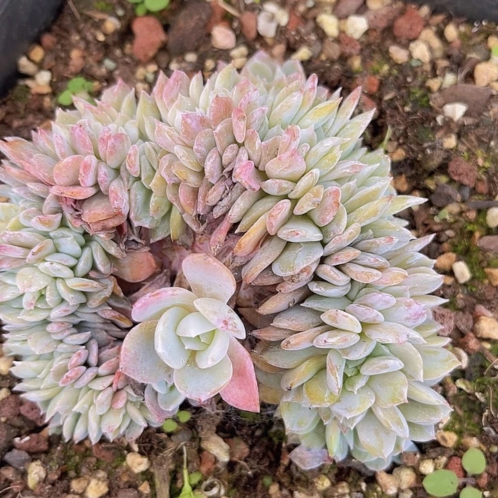 白茶缀24159多肉植物