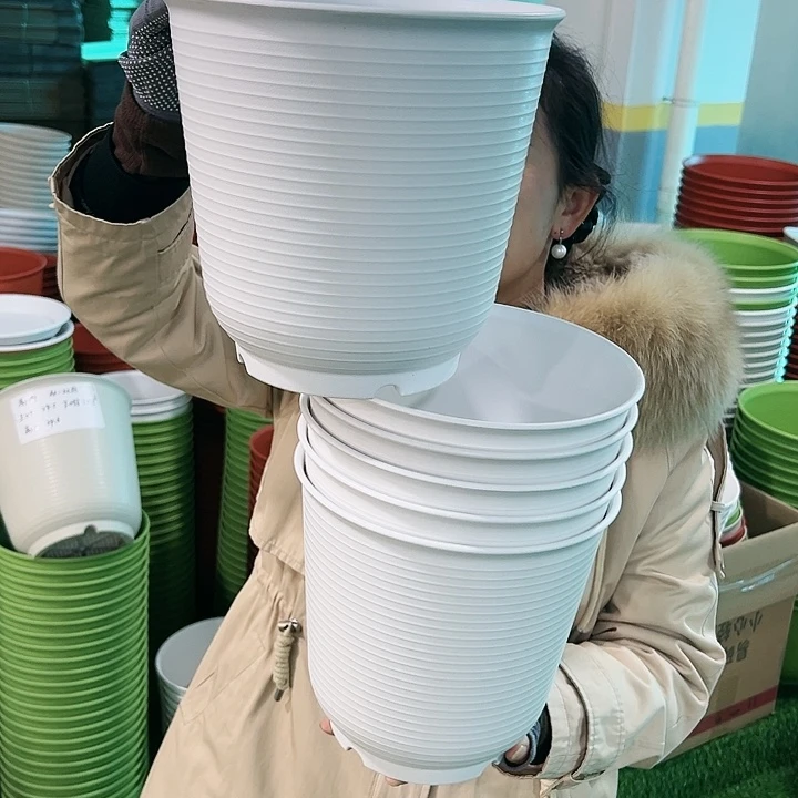 正品高陶口21高21白色无托6只