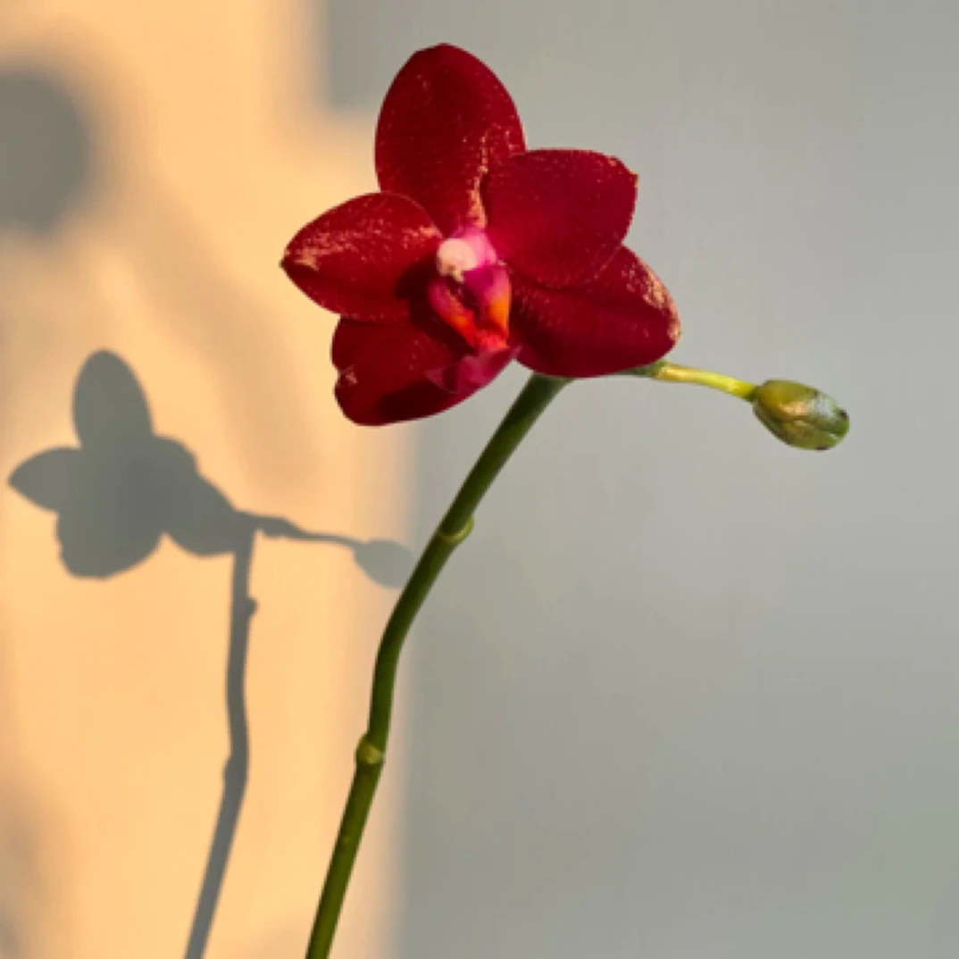 蝴蝶兰正红腊质香花【弥陀国王】1.7宝宝苗微瑕