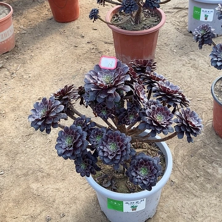 13，黑铜壶多肉法师多肉法师