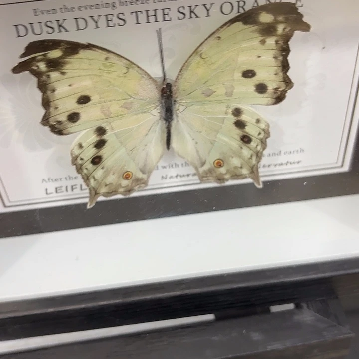 旺***仔蝴蝶标本定制版054