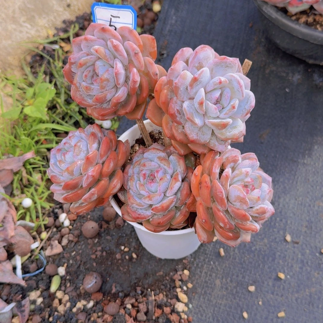 5石榴多肉植物提取精华