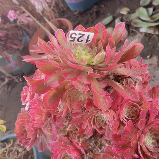 窦***府多肉植物一个法师