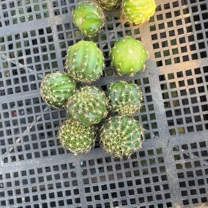234虫咬丽花柠檬玫瑰歪3公分左右无根侧牙，20包邮
