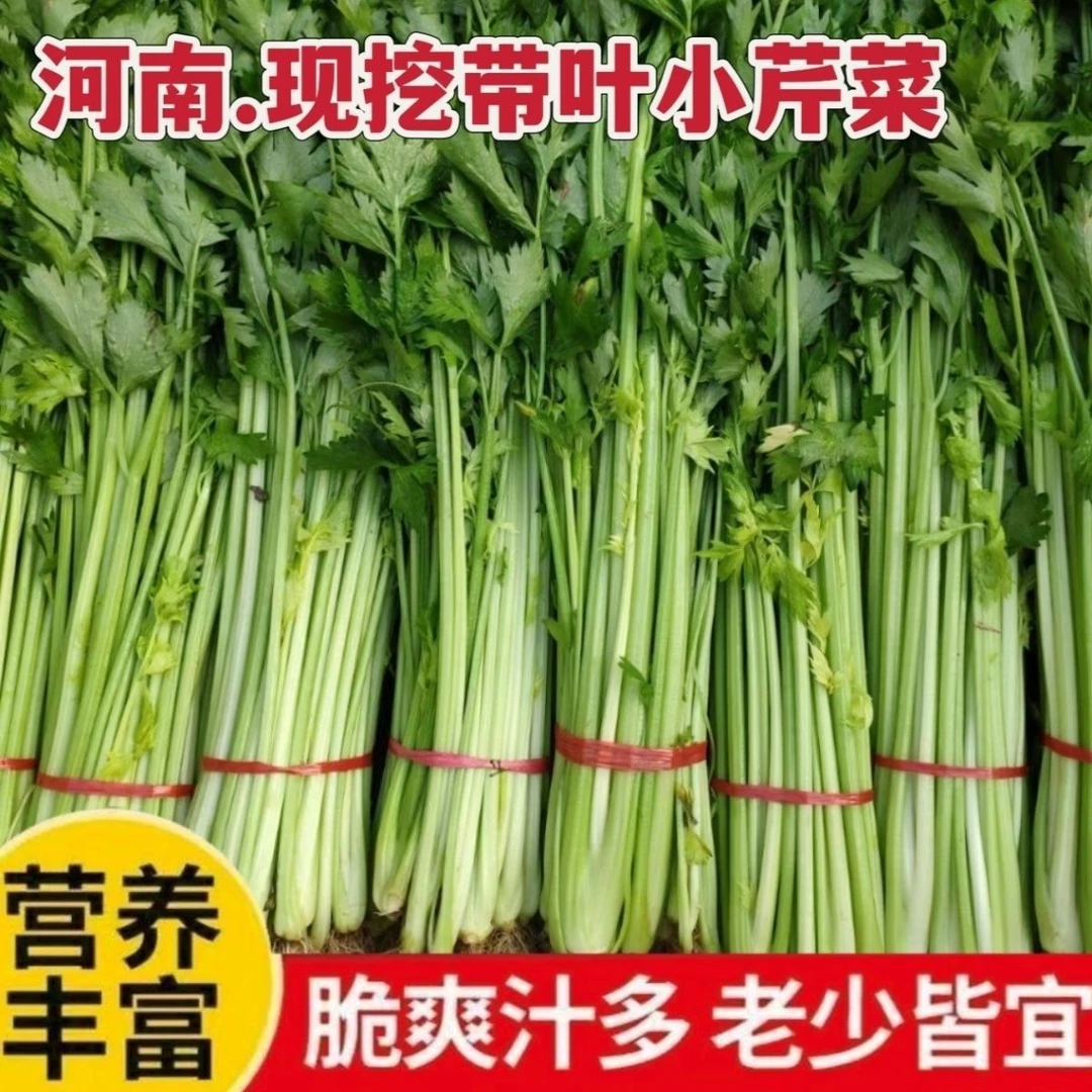 河南现挖小芹菜现挖