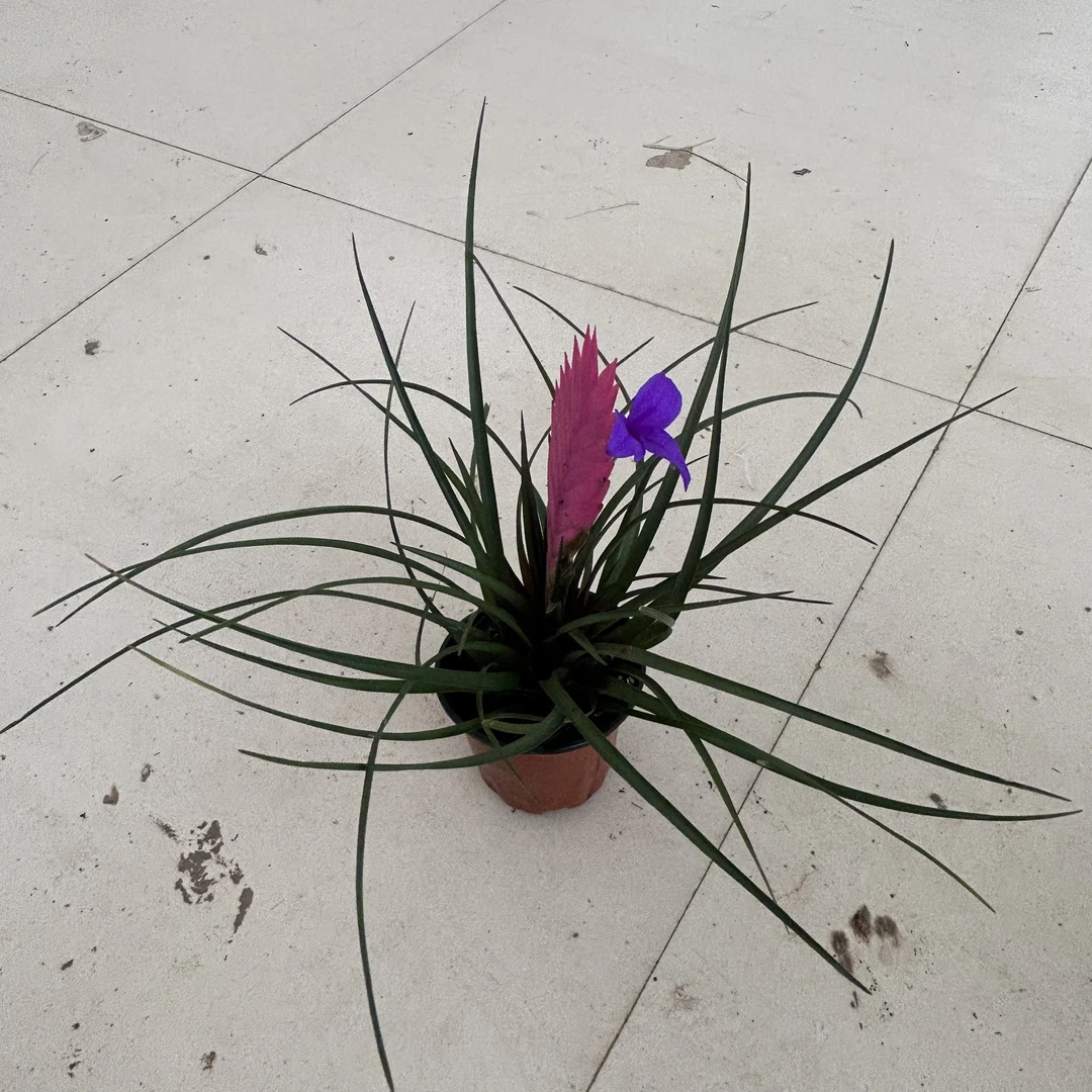 铁兰盆栽紫色花卉净化空气好养桌面绿植拍一发二
