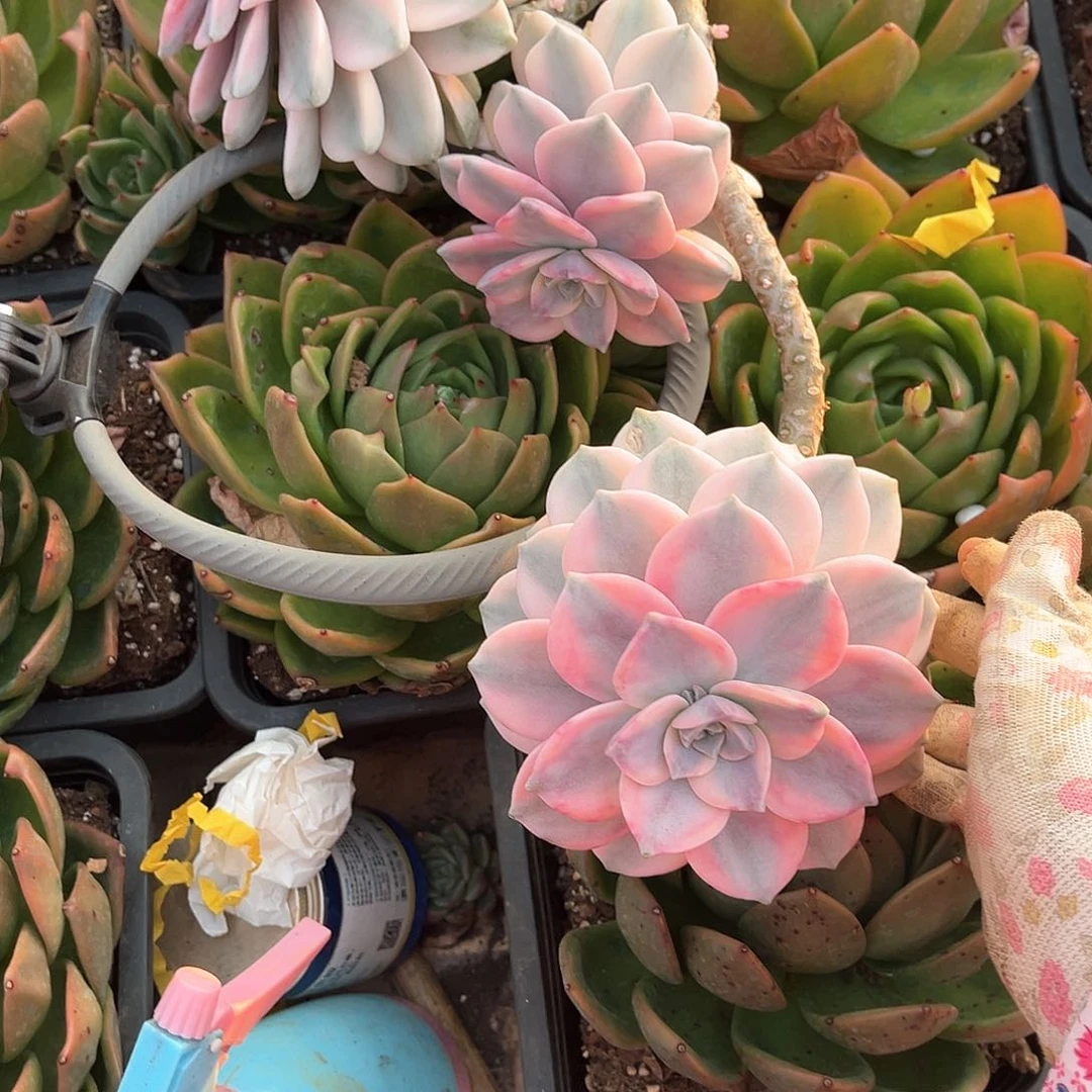 小*連多肉植物紫乐景A70