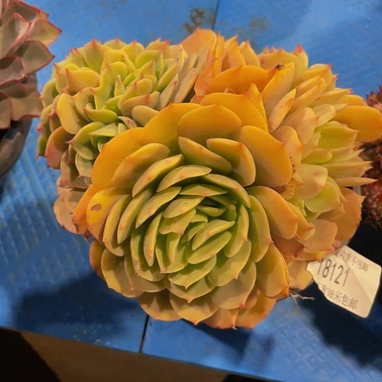 香****常黄玫瑰缀18121多肉