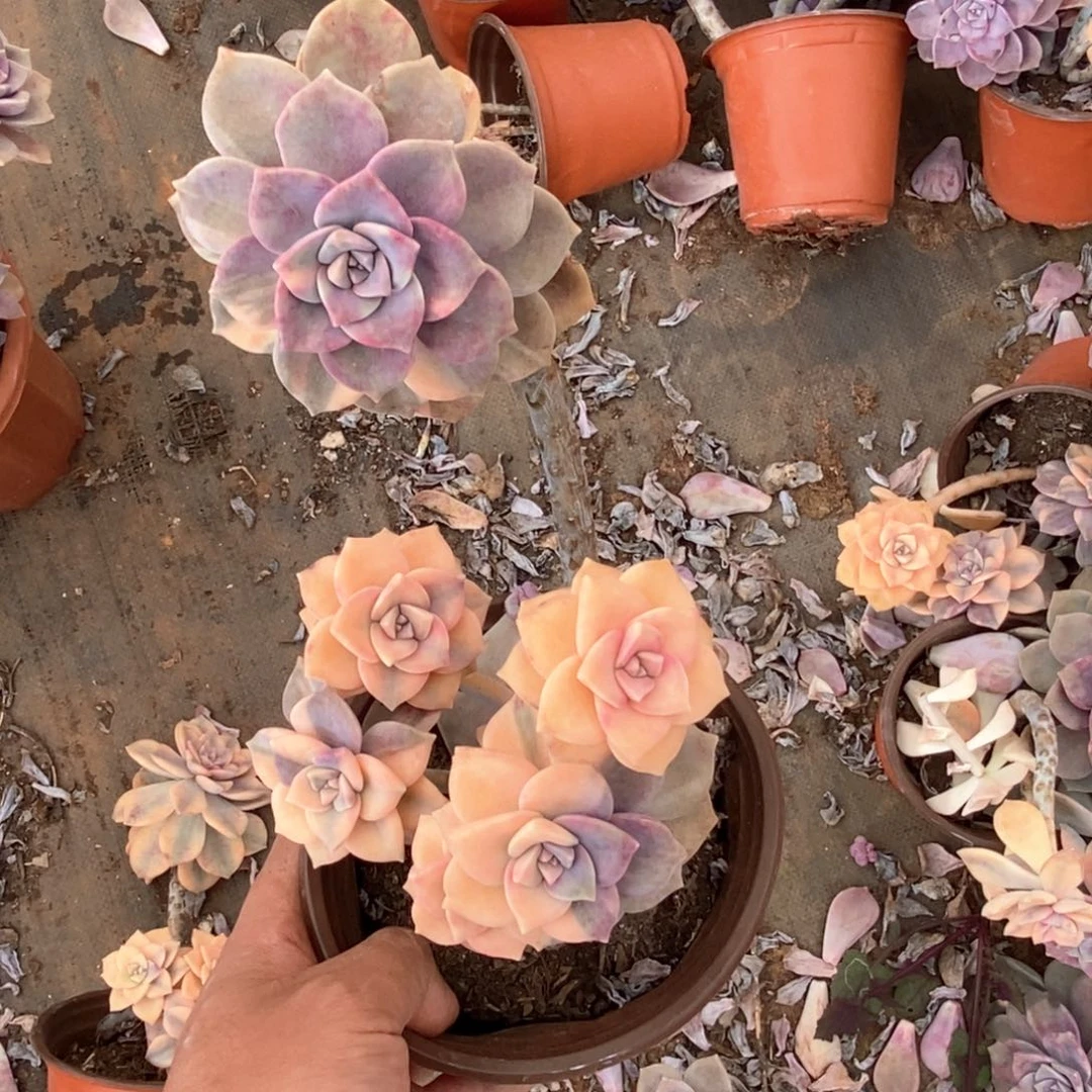 山*画51 一物一拍紫乐锦